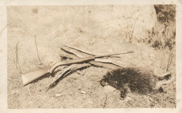 porcupine.JPG
