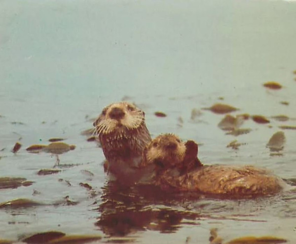 otter.JPG