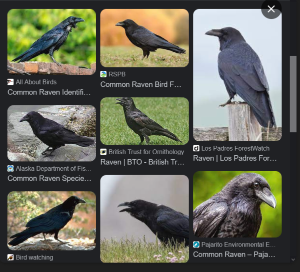 ravens.png
