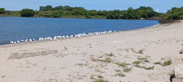 Silly seagulls hiding from the NE wind...waiting to poop on cars in the parking lot...lol. Lighthouse barely visible at top right background
