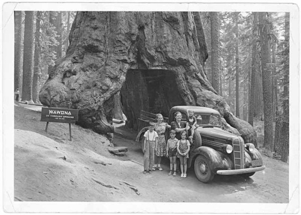Wawona Tunnel Tree.JPG