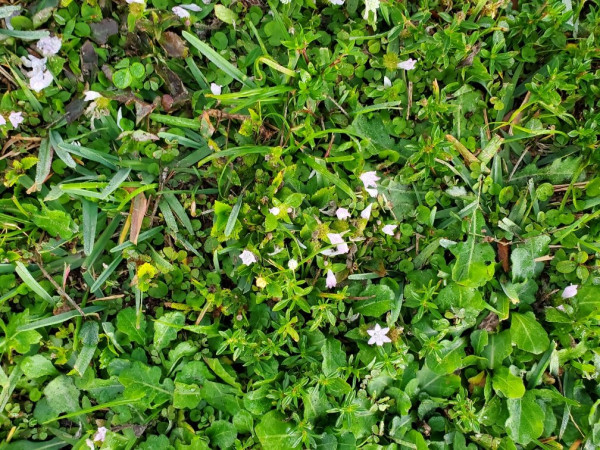 flweed.jpeg