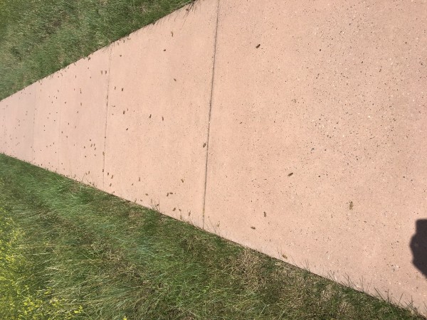Cockroaches at Bighorn