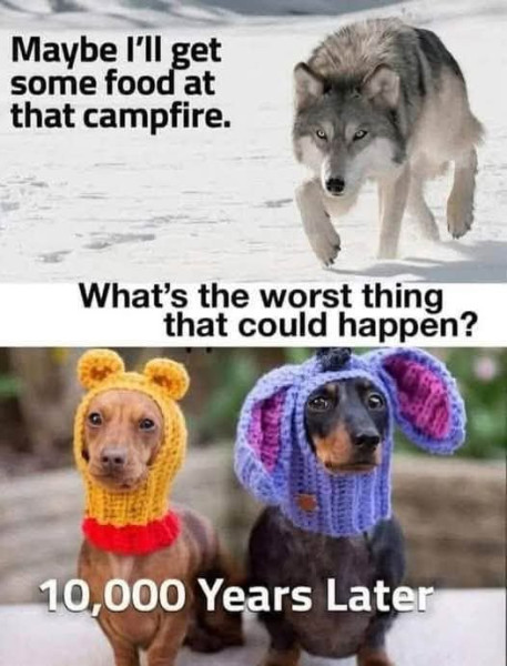 dog_meme.jpg