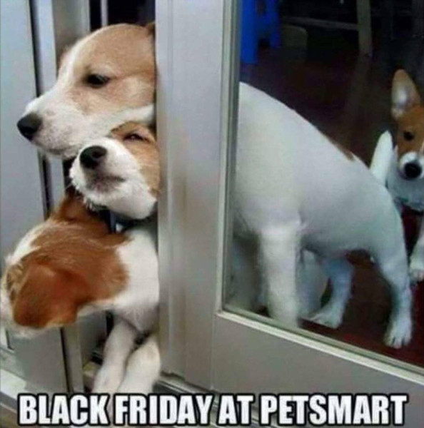 black Friday puppies.jpg (79.63 KiB) Viewed 565 times black Friday puppies.jpg