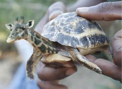 long neck tortoise .jpg