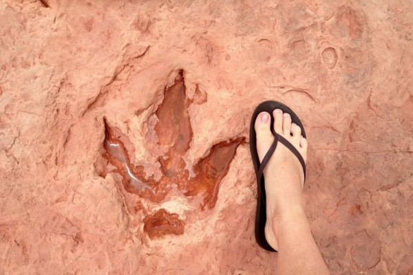 dinotracks-tuba-city-az.jpg