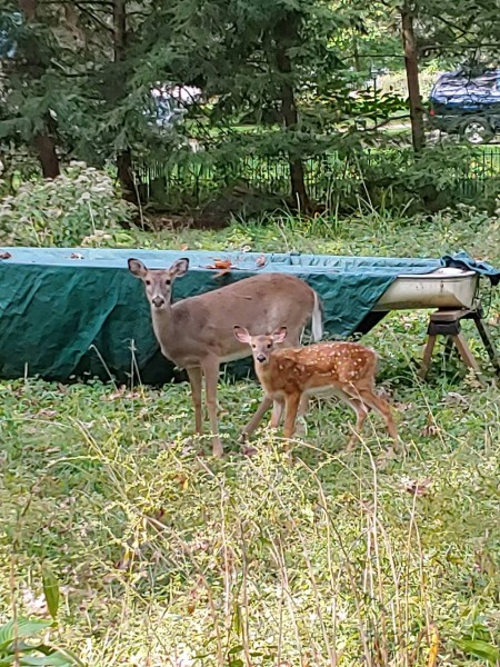 Deer.jpg
