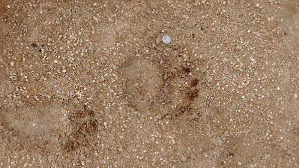 front and rear paw print.gif