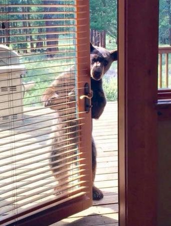 bear looking in door.jpg