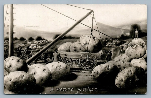 potato harvest.jpg