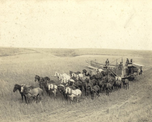 horse drawn combine.jpg