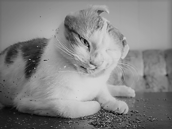 BBXbOoy (2).png