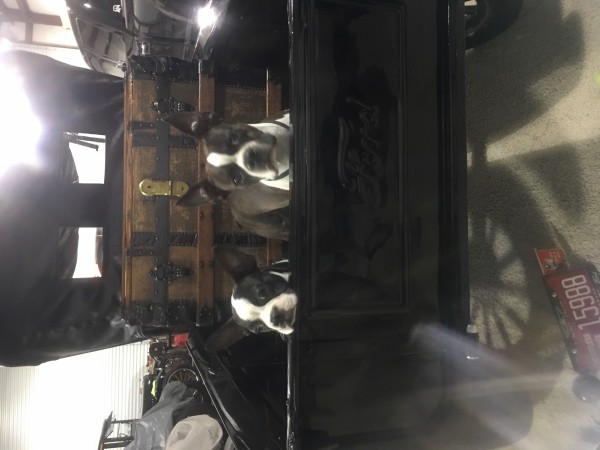 They like hanging out in the bed of the ‘25.<br />Won’t drive with them back there tho.