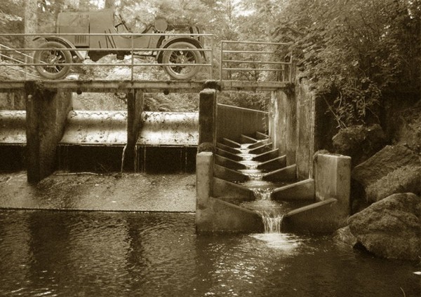 FishLadder.jpg