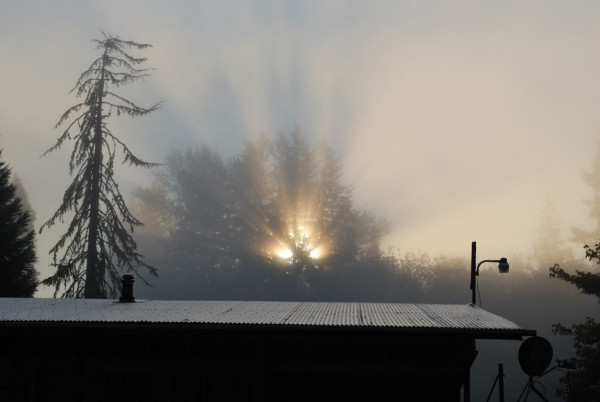 Fog thru the trees (Medium).jpeg