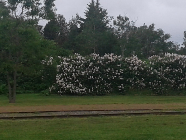 20190715_125003.jpg