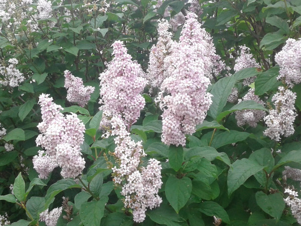 20190715_125237.jpg