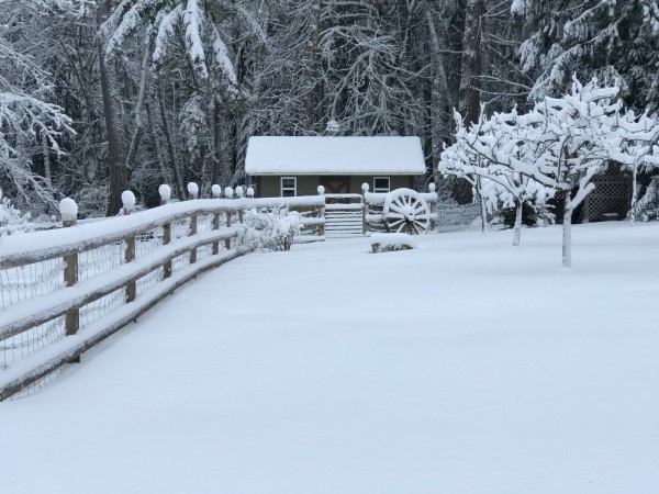 chicken house in snow 2019.jpg