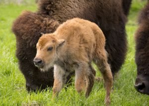 Baby_Bison_Fermilab-03-300x214.jpg