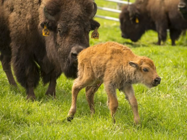 Baby_Bison_Fermilab-06-620x465.jpg