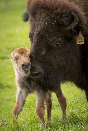 Baby_Bison_Fermilab-01-360x539.jpg