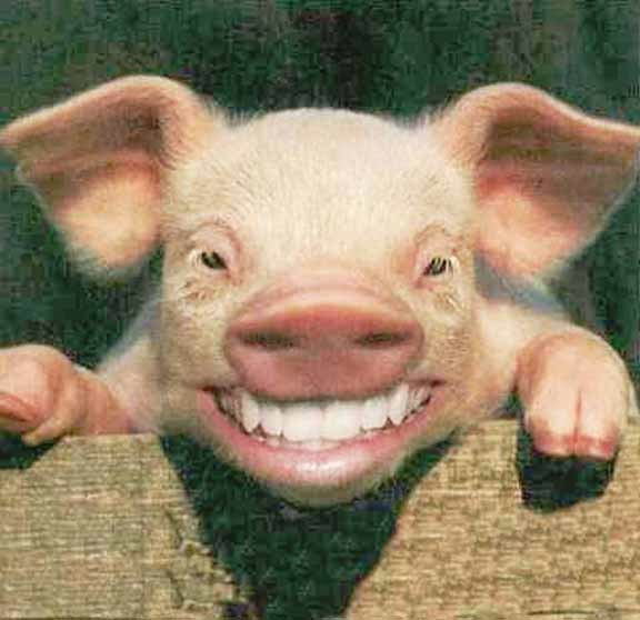 SMILING PIG.jpg