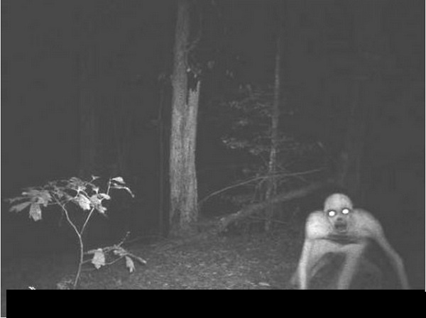 trailcam1.jpg