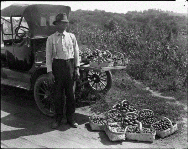 Vegetables.gif
