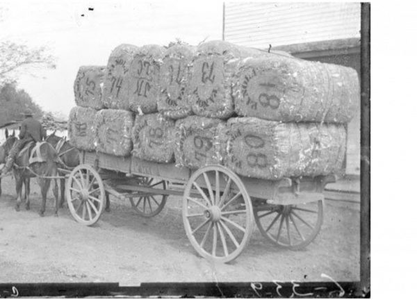 Louisiana University Archives 60 inch wagon.png