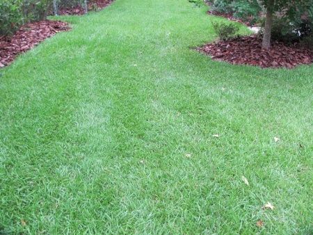 tracks in grass.jpg