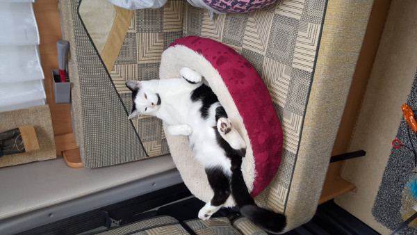 The cat was exhausted after being in the Model T
