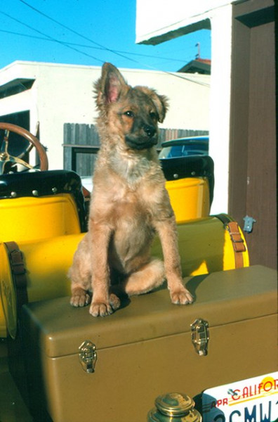 AA Axel T Trunk 1.jpg