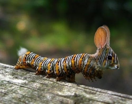 caterpillar.jpg