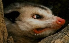varmint.jpg