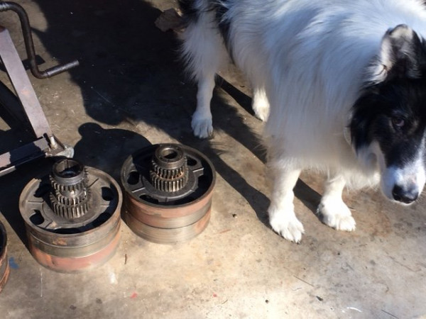 D.D. sniffs