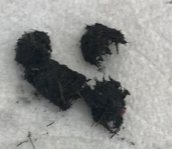 Stuff found in gas tank