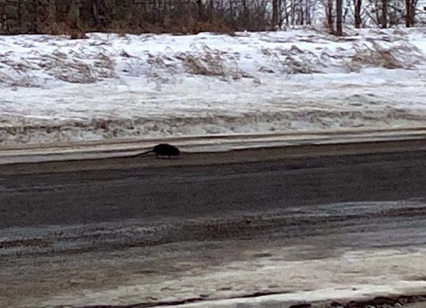 6 Muskrat.jpeg