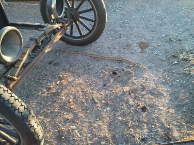 A visit from the local wildlife :0