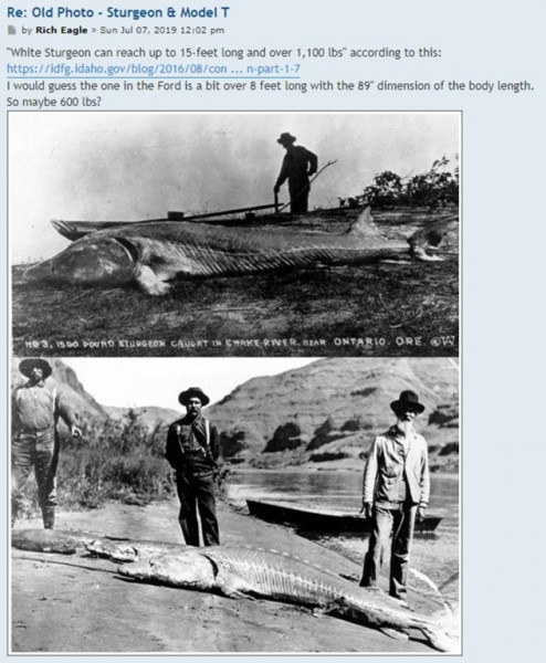 Sturgetc.jpg