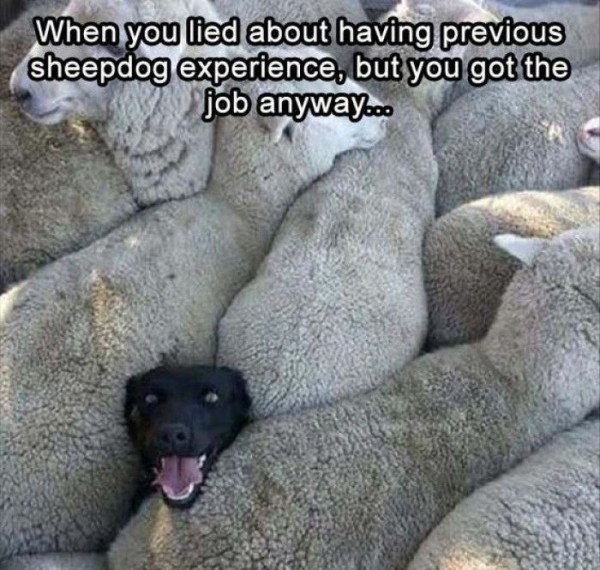 sheepdog.jpg