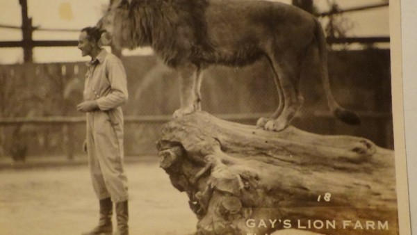lion feeder.jpg