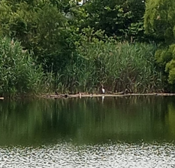 Not a good pic...but natures fisherman!